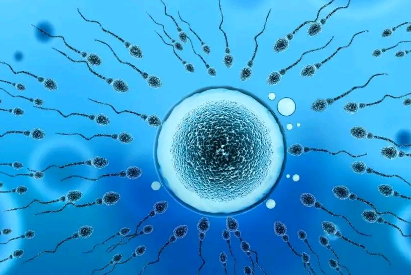 2023
我要代孕_人工受孕,胚胎移植后怎么保胎？北京哪家试管婴儿医院好-孕5周